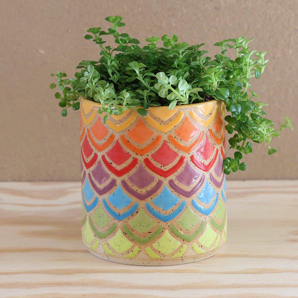 Plantpot Petal Rainbow