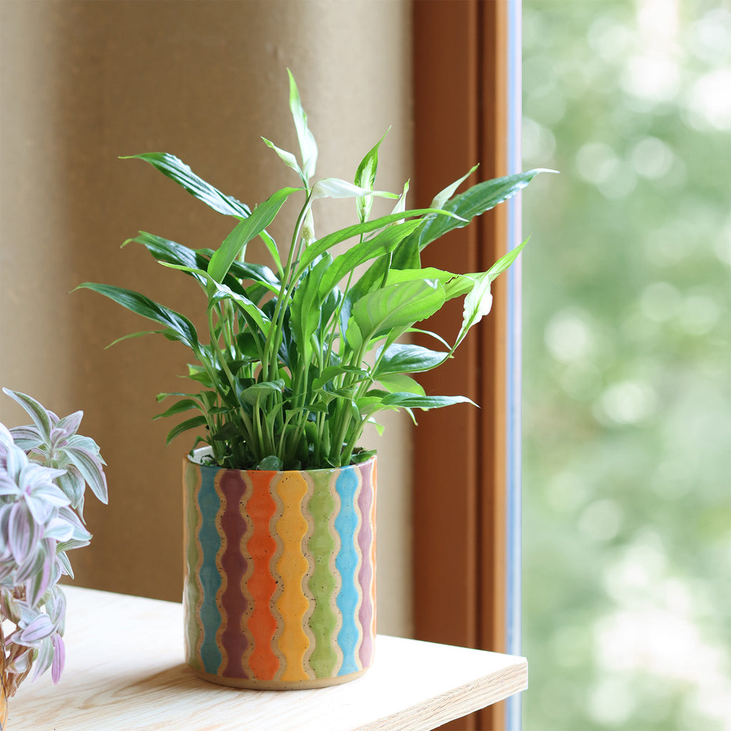 Plantpot Swirls Confetti